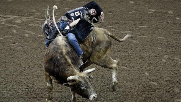 Fabiano Vieira rides Losing My Religion in the 15/15 Bucking Battle during the PBR Unleash the Beast bull riding event at Madison Square Garden in New York City. (Sarah Stier / Getty Images / AFP) Fabiano Vieira rides Losing My Religion in the 15/15 Bucking Battle during the PBR Unleash the Beast bull riding event at Madison Square Garden in New York City. (Sarah Stier / Getty Images / AFP)