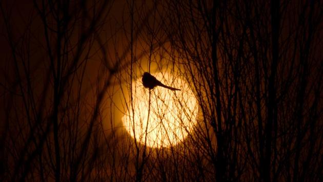 A partial solar eclipse is seen through a silhouette of a bird sitting on tree branches in Yinchuan, Ningxia Hui Autonomous Region, China. (Stringer / REUTERS) A partial solar eclipse is seen through a silhouette of a bird sitting on tree branches in Yinchuan, Ningxia Hui Autonomous Region, China. (Stringer / REUTERS)