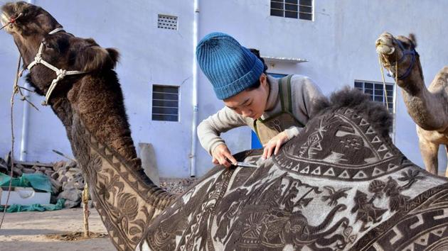 Japanese hairdresser Megumi Takeichi cuts patterns into the hair of a camel ahead of the Bikaner Camel Festival in Bikaner, Rajasthan. (Dinesh Gupta / AFP) Japanese hairdresser Megumi Takeichi cuts patterns into the hair of a camel ahead of the Bikaner Camel Festival in Bikaner, Rajasthan. (Dinesh Gupta / AFP)