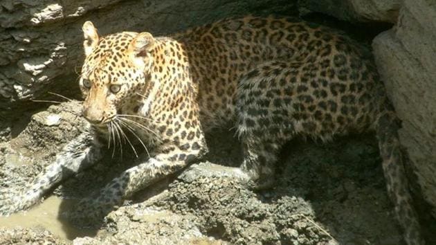 Forest department officials confirmed that a leopard had been traced at Ahire Gaon close to the NDA premises. (PHOTO FOR REPRESENTATION PURPOSE ONLY) Forest department officials confirmed that a leopard had been traced at Ahire Gaon close to the NDA premises. (PHOTO FOR REPRESENTATION PURPOSE ONLY)
