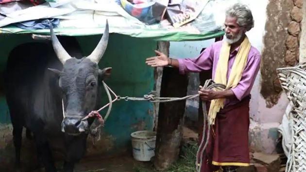Palamedu Jalikattu 2019: SR Ramar, a 50-year-old farmer with his prized bull Arulu, which will take part in the Jallikattu event in Aviniapuram.(Moses Abishek / HT Photo)
