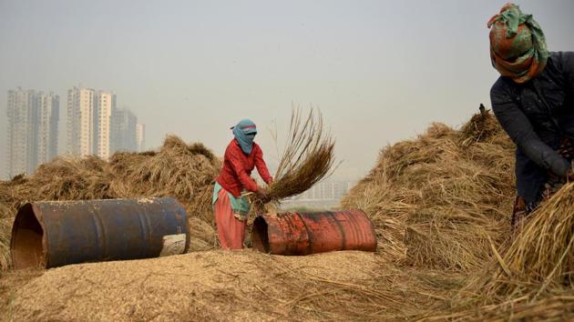 Farm workers in Noida thrash freshly harvested paddy crop to separate the grains.(AP Photo)