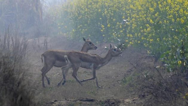 The new habitat, which is around 70 km from Delhi in the National Capital Region (NCR), was discovered after residents reported two poached blackbucks in October and November.(HT Photo)
