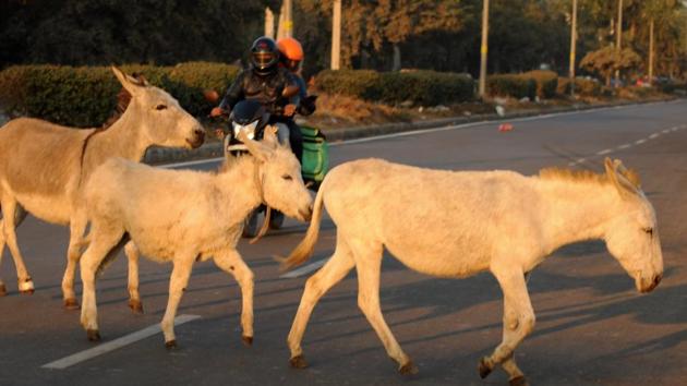 A group of donkeys at Sector-29 in Gurugram on January 9. (HT File Photo) A group of donkeys at Sector-29 in Gurugram on January 9. (HT File Photo)
