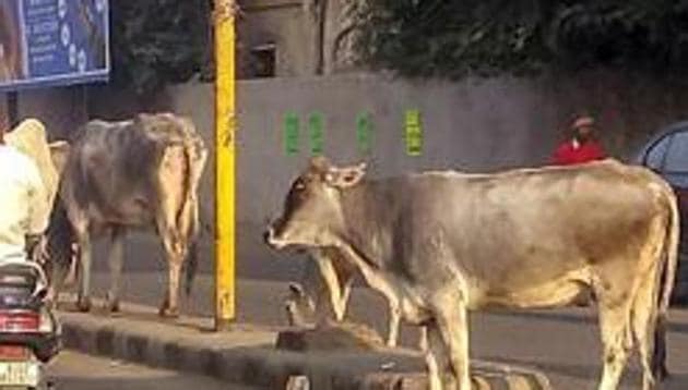 Stray cattle on a Alwar road. The Rajasthan government will felicitate those wo adopt stray cows. (PTI File) Stray cattle on a Alwar road. The Rajasthan government will felicitate those wo adopt stray cows. (PTI File)