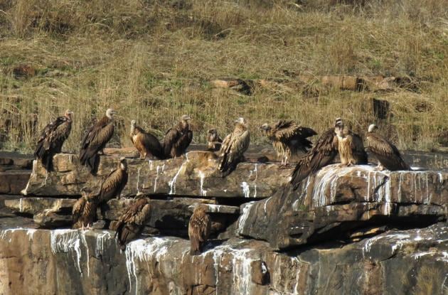 Vulture at Panna national park HT photo...