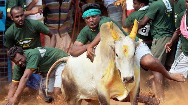 Forty-nine people were injured on the first day of the traditional Jallikattu festival in Tamil Nadu that has attracted the ire of animal activists, officials said Wednesday. Nearly 500 bulls and a similar number of “tamers” were involved on the opening day of the festival in Madurai, said S Natarajan, district collector of the city. (PTI File) Forty-nine people were injured on the first day of the traditional Jallikattu festival in Tamil Nadu that has attracted the ire of animal activists, officials said Wednesday. Nearly 500 bulls and a similar number of “tamers” were involved on the opening day of the festival in Madurai, said S Natarajan, district collector of the city. (PTI File)