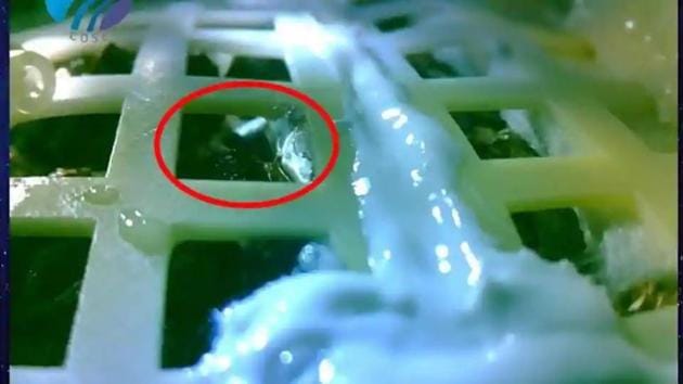 A cotton seedling that sprouted on the moon has been left to die as China’s historic lunar lander continues a freezing night-time nap. ((Facebook Photo posted by from space with love)(Facebook/From Space With Love)