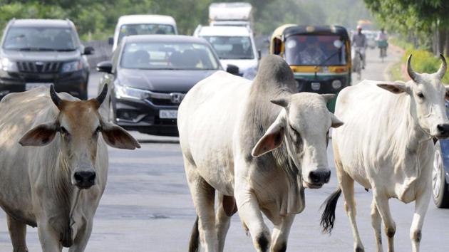A train ran over 25 cows near Ragaol railway station in neighbouring Hamirpur district on Friday,(Photo by Sunil Ghosh / Hindustan Times) (HT Photo)