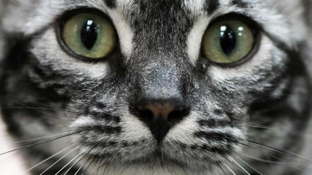Leopart Tico Ojina competes in the International Feline Expo in Costa Rica, San Jose. (Ezequiel Becerra / AFP) Leopart Tico Ojina competes in the International Feline Expo in Costa Rica, San Jose. (Ezequiel Becerra / AFP)