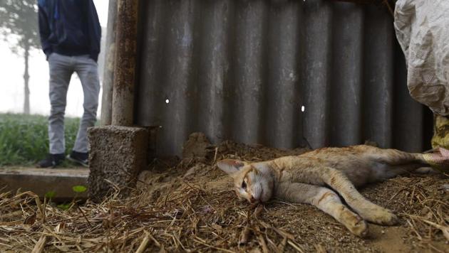 This cat was found dead with claw marks and signs of struggle late Thursday night, at Patli village near Farrukhnagar in Haryana. Pug marks from a big cat were also discovered nearby leading villagers to suspect the animal on the loose. (Sanchit Khanna / HT Photo) This cat was found dead with claw marks and signs of struggle late Thursday night, at Patli village near Farrukhnagar in Haryana. Pug marks from a big cat were also discovered nearby leading villagers to suspect the animal on the loose. (Sanchit Khanna / HT Photo)