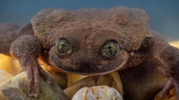 Julliet, a Sehuencas water frog rediscovered in the wild in Bolivia, seen here during her quarantine as she acclimates to her new environment at the Museo de Historia Natural Alcide d’Orbigny in Cochabamba, Bolivia. Juliet will be introduced to Romeo, previously the last known Sehuencas Water Frog, who has lived at the museum for the last 10 years. (Robin Moore / Global Wildlife Conservation / AFP) Julliet, a Sehuencas water frog rediscovered in the wild in Bolivia, seen here during her quarantine as she acclimates to her new environment at the Museo de Historia Natural Alcide d’Orbigny in Cochabamba, Bolivia. Juliet will be introduced to Romeo, previously the last known Sehuencas Water Frog, who has lived at the museum for the last 10 years. (Robin Moore / Global Wildlife Conservation / AFP)