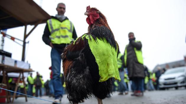 A rooster wears a fake yellow vest (gilet jaune) during an anti-government demonstration called by the Yellow Vest movement, in Bourges, France. (Guillaume Souvant / AFP) A rooster wears a fake yellow vest (gilet jaune) during an anti-government demonstration called by the Yellow Vest movement, in Bourges, France. (Guillaume Souvant / AFP)