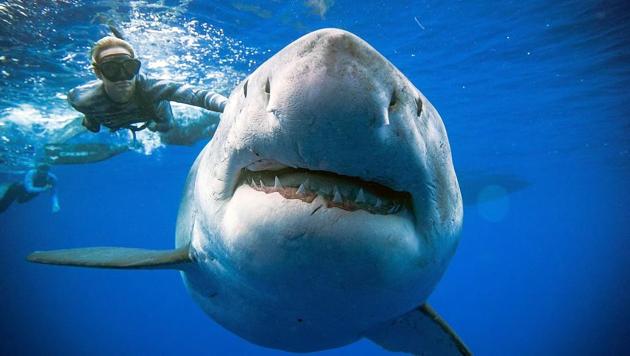 Diver Ocean Ramsey swims next to a female great white shark off the coast of Oahu, Hawaii. This individual may be one of the largest recorded, it shows similar markings to “Deep Blue” a shark Ramsey studied in Isla Guadalupe, Mexico. (@oceanramsey / http://OneOceanDiving.Com / AFP) Diver Ocean Ramsey swims next to a female great white shark off the coast of Oahu, Hawaii. This individual may be one of the largest recorded, it shows similar markings to “Deep Blue” a shark Ramsey studied in Isla Guadalupe, Mexico. (@oceanramsey / http://OneOceanDiving.Com / AFP)