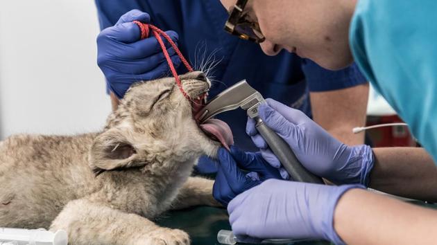 A veterinarian checks an African lion cub at the University in Wroclaw, Poland. (Agencia Gazeta via REUTERS) A veterinarian checks an African lion cub at the University in Wroclaw, Poland. (Agencia Gazeta via REUTERS)