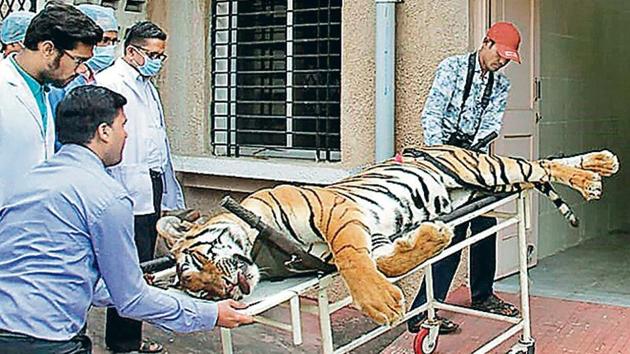 Avni was shot dead in Ralegaon taluka of Yavatmal district on November 2 by Asghar Ali Khan after a months-long search in which 200 hunters were deployed. The big cat was accused of killing 13 people and labelled a problem tigress.(File Photo)