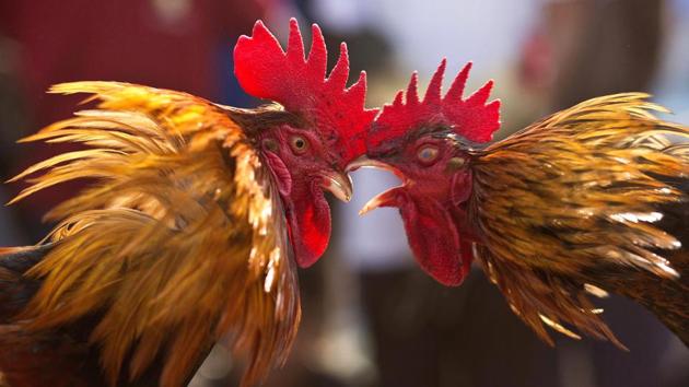 Roosters attack each other during a cockfight as part of Jonbeel festival near Jagiroad, about 75 kilometers (47 miles) east of Guwahati, Assam. (Anupam Nath / AP) Roosters attack each other during a cockfight as part of Jonbeel festival near Jagiroad, about 75 kilometers (47 miles) east of Guwahati, Assam. (Anupam Nath / AP)