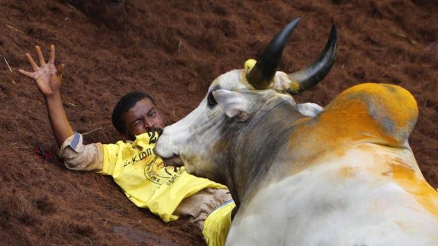 A tamer reacts as a bull charges towards him during a traditional bull-taming festival called Jallikattu, in the village of Allanganallur, near Madurai, Tamil Nadu. (Aijaz Rahi / AP) A tamer reacts as a bull charges towards him during a traditional bull-taming festival called Jallikattu, in the village of Allanganallur, near Madurai, Tamil Nadu. (Aijaz Rahi / AP)