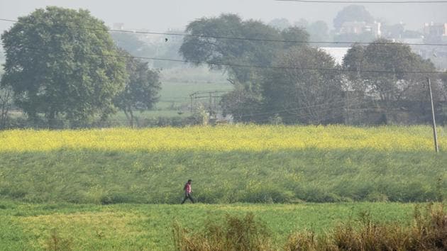 A youth reported spotting a leopard on Thursday while working in the mustard fields at Saidpur village in Haryana. A group of six men have divided duties for patrolling near the area. Villagers say they are hardly able to sleep for two hours. (Sanchit Khanna / HT Photo) A youth reported spotting a leopard on Thursday while working in the mustard fields at Saidpur village in Haryana. A group of six men have divided duties for patrolling near the area. Villagers say they are hardly able to sleep for two hours. (Sanchit Khanna / HT Photo)