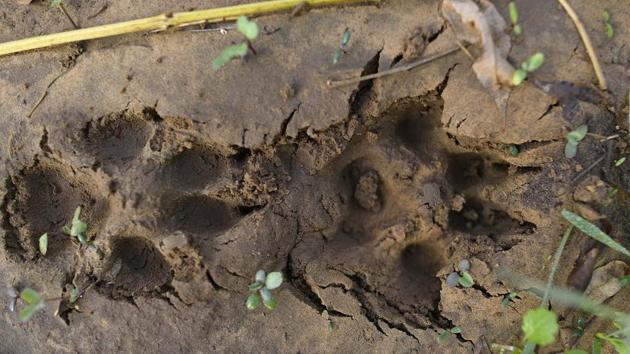 The region has had a leopard scare on an earlier occasion. Panic gripped Mandawar, located 26 kilometres from Gurugram, after a leopard entered the village on November 24, 2016. Residents of the village beat the big cat to death after a three-hour chase. Seven villagers were injured in the incident and rushed to the nearby Sohna Civil Hospital. (Sanchit Khanna / HT Photo) The region has had a leopard scare on an earlier occasion. Panic gripped Mandawar, located 26 kilometres from Gurugram, after a leopard entered the village on November 24, 2016. Residents of the village beat the big cat to death after a three-hour chase. Seven villagers were injured in the incident and rushed to the nearby Sohna Civil Hospital. (Sanchit Khanna / HT Photo)