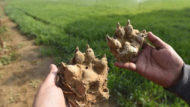 Wildlife officials camping at Patli village collected pug marks of a leopard using Plaster of Paris on Friday morning. The samples will be sent to a laboratory in Dehradun. (Sanchit Khanna / HT Photo) Wildlife officials camping at Patli village collected pug marks of a leopard using Plaster of Paris on Friday morning. The samples will be sent to a laboratory in Dehradun. (Sanchit Khanna / HT Photo)