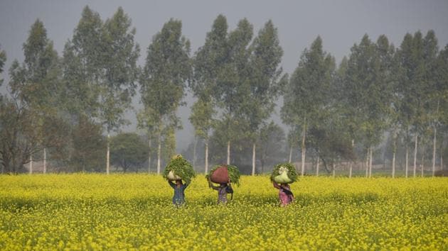Women pass through a mustard field balancing sacks of fodder atop their heads, at Rakhigarhi village, in Haryana. (Burhaan Kinu / HT Photo) Women pass through a mustard field balancing sacks of fodder atop their heads, at Rakhigarhi village, in Haryana. (Burhaan Kinu / HT Photo)