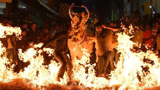 Men lead a cow over burning hay as part of a ritual to seek good fortune and protection from harm during the Hindu Makar Sankranti festival in Bangalore, Karnataka. (Manjunath Kiran / AFP) Men lead a cow over burning hay as part of a ritual to seek good fortune and protection from harm during the Hindu Makar Sankranti festival in Bangalore, Karnataka. (Manjunath Kiran / AFP)