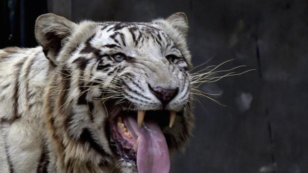 The Wildlife Institute of India (WII) has said its nationwide survey of tiger count is nearly 80% complete and the report, All India Tiger Estimation 2018-19, will likely be out in May.(PTI) The Wildlife Institute of India (WII) has said its nationwide survey of tiger count is nearly 80% complete and the report, All India Tiger Estimation 2018-19, will likely be out in May.(PTI)