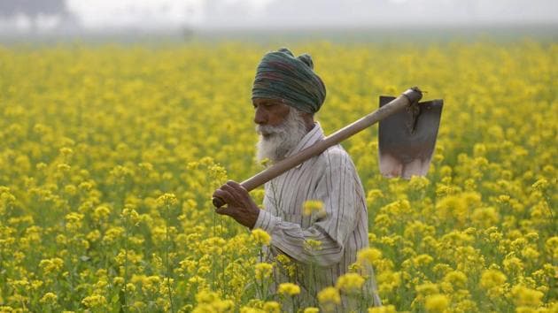 According to a report by Bloomberg, the Central government is considering a plan to transfer cash to farmers instead of offering subsidies on various agricultural inputs. Finance Minister Arun Jaitley had budgeted 701 billion rupees for farm subsidies in the year ending March 31. (PTI) According to a report by Bloomberg, the Central government is considering a plan to transfer cash to farmers instead of offering subsidies on various agricultural inputs. Finance Minister Arun Jaitley had budgeted 701 billion rupees for farm subsidies in the year ending March 31. (PTI)