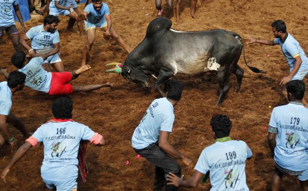 A bull charges towards participants in a traditional Jallikattu bull-taming festival in the village of Allanganallur, near Madurai, Tamil Nadu. (AP) A bull charges towards participants in a traditional Jallikattu bull-taming festival in the village of Allanganallur, near Madurai, Tamil Nadu. (AP)
