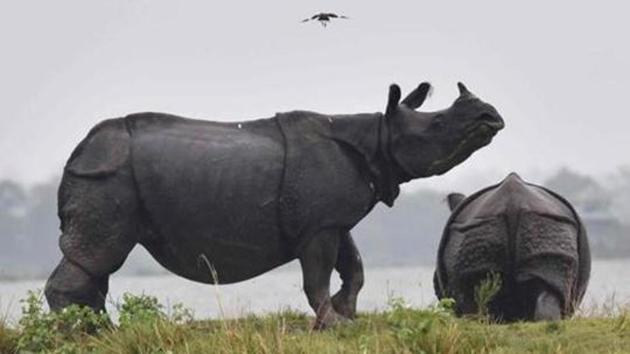 As many as 102 one-horned rhinoceros have been poached and killed in the country since 2008.(AFP)