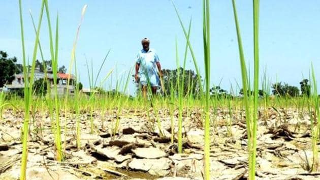 In 2018, the spate of farmer suicides continued in drought-prone backward districts of Vidarbha and Marathwada .(HT File)