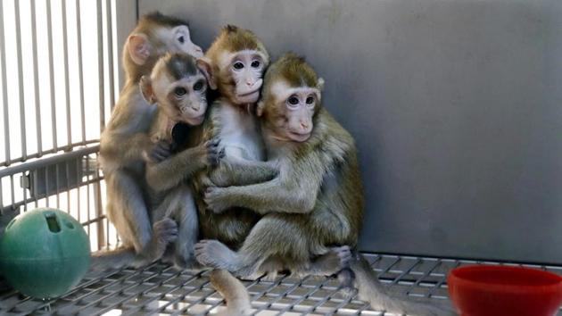 Monkeys cloned from a gene-edited macaque with circadian rhythm disorders are seen in a lab at the Institute of Neuroscience of Chinese Academy of Sciences in Shanghai, China January 18, 2019. China Daily via REUTERS(REUTERS)