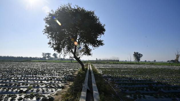 A strawberry farm that spreads out to an area of 20 acres. Arvind Beniwal, the owner of the farm, claims that his farm gets a lot of visitors – farmers, foreigners and researchers, who want to see the farm and know how he manages to produce strawberries here. (Biplov Bhuyan / HT Photo) A strawberry farm that spreads out to an area of 20 acres. Arvind Beniwal, the owner of the farm, claims that his farm gets a lot of visitors – farmers, foreigners and researchers, who want to see the farm and know how he manages to produce strawberries here. (Biplov Bhuyan / HT Photo)