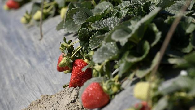 Different varieties of strawberries such as San Adrian, Winter Down, Sweet Session, Winter Star, Sweet Charlie, etc are cultivated in the farmland. (Biplov Bhuyan / HT Photo) Different varieties of strawberries such as San Adrian, Winter Down, Sweet Session, Winter Star, Sweet Charlie, etc are cultivated in the farmland. (Biplov Bhuyan / HT Photo)