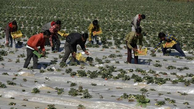 Workers pluck ripened strawberries and put them in baskets. These days, the daily strawberry sale is 500 kg, which by February-March goes up to 3,000 kg. February and March are the most productive months, as the temperature is between 25 and 30 degrees Celsius -- the best for the fruit to ripen fast. (Biplov Bhuyan / HT Photo) Workers pluck ripened strawberries and put them in baskets. These days, the daily strawberry sale is 500 kg, which by February-March goes up to 3,000 kg. February and March are the most productive months, as the temperature is between 25 and 30 degrees Celsius -- the best for the fruit to ripen fast. (Biplov Bhuyan / HT Photo)