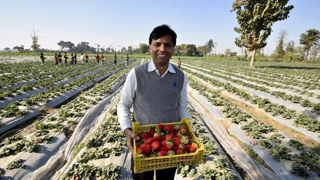 Beniwal with a basket full of ripened strawberries. He also supervises the packing of strawberries. The produce fetches him Rs. 300-350 per kg. “Not just strawberries, one can grow everything here. Palla is a farming paradise,” he further said. (Biplov Bhuyan / HT Photo) Beniwal with a basket full of ripened strawberries. He also supervises the packing of strawberries. The produce fetches him Rs. 300-350 per kg. “Not just strawberries, one can grow everything here. Palla is a farming paradise,” he further said. (Biplov Bhuyan / HT Photo)