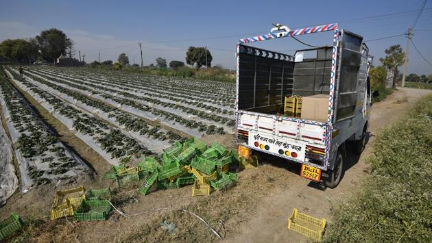 The baskets of strawberries are then loaded in trucks. Eventually, they are sold in different cities like Jabalpur, Kolkata, Jalandhar, Lucknow, Jaipur and Amritsar. (Biplov Bhuyan / HT Photo) The baskets of strawberries are then loaded in trucks. Eventually, they are sold in different cities like Jabalpur, Kolkata, Jalandhar, Lucknow, Jaipur and Amritsar. (Biplov Bhuyan / HT Photo)