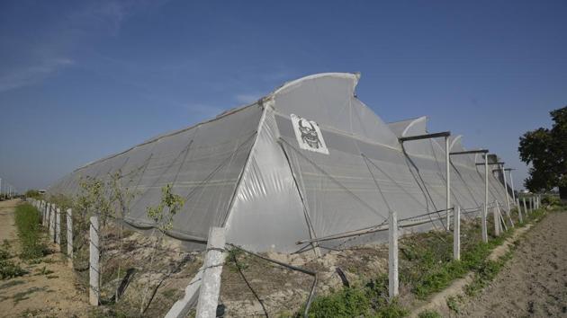 A greenhouse seen in the village. In Palla, almost every family is into farming. There are many youngsters who have given up engineering for farming, and are using technology to increase their produce. Three greenhouses have been set up in the village by 25-year-old Vishal Shaukeen, an electrical engineer-turned-farmer. (Biplov Bhuyan / HT Photo) A greenhouse seen in the village. In Palla, almost every family is into farming. There are many youngsters who have given up engineering for farming, and are using technology to increase their produce. Three greenhouses have been set up in the village by 25-year-old Vishal Shaukeen, an electrical engineer-turned-farmer. (Biplov Bhuyan / HT Photo)