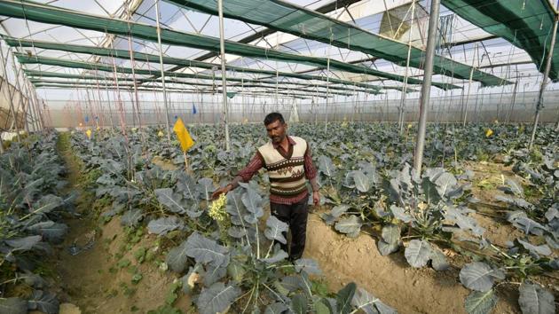 A man tends to a cauliflower cultivation in a greenhouse. Different crops, like coloured bell pepper, cucumber, broccoli, etc. are grown in the greenhouses. (Biplov Bhuyan / HT Photo) A man tends to a cauliflower cultivation in a greenhouse. Different crops, like coloured bell pepper, cucumber, broccoli, etc. are grown in the greenhouses. (Biplov Bhuyan / HT Photo)