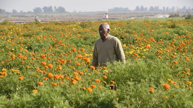 The village also serves as a place for the cultivation of flowers. Rajender Singh, who produces about 300 kg every day in his fields here and at a neighbouring village, claims that Palla is a perfect place for flowers. “We sow the seeds in September and October and the flowers are ready by December. Marigold is much sought-after during the wedding season,” he said. (Biplov Bhuyan / HT Photo) The village also serves as a place for the cultivation of flowers. Rajender Singh, who produces about 300 kg every day in his fields here and at a neighbouring village, claims that Palla is a perfect place for flowers. “We sow the seeds in September and October and the flowers are ready by December. Marigold is much sought-after during the wedding season,” he said. (Biplov Bhuyan / HT Photo)