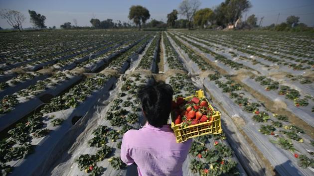 A man carries ripened strawberries in a basket at a farm in Palla village. Situated about 35 km from Connaught Place on the northern fringes of Delhi, the riverside village of Palla has retained an agrarian way of life with its residents engaging in agriculture on a large scale. Among its myriad striking features, the strawberry plantations stand out. (Biplov Bhuyan / HT Photo) A man carries ripened strawberries in a basket at a farm in Palla village. Situated about 35 km from Connaught Place on the northern fringes of Delhi, the riverside village of Palla has retained an agrarian way of life with its residents engaging in agriculture on a large scale. Among its myriad striking features, the strawberry plantations stand out. (Biplov Bhuyan / HT Photo)
