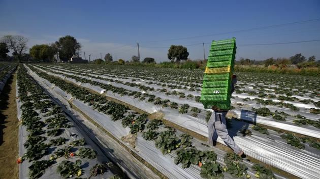 A worker carries baskets for filling them with strawberries. “Strawberry farming in Delhi is a costly and complex affair. It takes about Rs 6 lakh to cultivate strawberry on an acre of land,” Beniwal said. He imports seedlings from California, multiplies them in his nursery in Manali and then plants them in Delhi. (Biplov Bhuyan / HT Photo) A worker carries baskets for filling them with strawberries. “Strawberry farming in Delhi is a costly and complex affair. It takes about Rs 6 lakh to cultivate strawberry on an acre of land,” Beniwal said. He imports seedlings from California, multiplies them in his nursery in Manali and then plants them in Delhi. (Biplov Bhuyan / HT Photo)