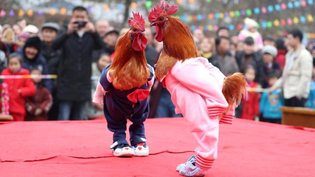 Roosters dressed up in costumes are on display during a local chicken beauty pageant in Guang’an, Sichuan province, China. (Stringer / REUTERS) Roosters dressed up in costumes are on display during a local chicken beauty pageant in Guang’an, Sichuan province, China. (Stringer / REUTERS)
