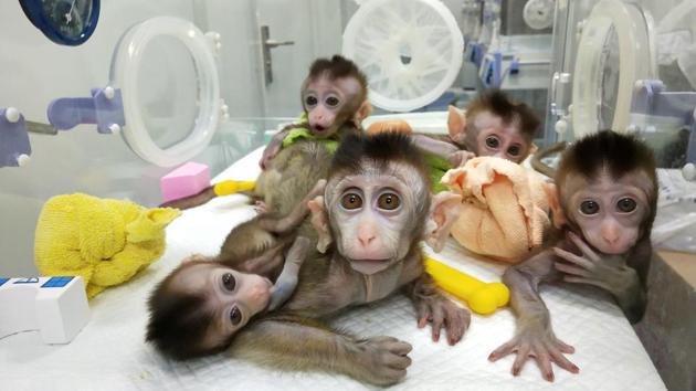 Monkeys cloned from a gene-edited macaque with circadian rhythm disorders are seen at the Chinese Academy of Sciences in Shanghai, China. (Chinese Academy of Sciences / Handout via REUTERS) Monkeys cloned from a gene-edited macaque with circadian rhythm disorders are seen at the Chinese Academy of Sciences in Shanghai, China. (Chinese Academy of Sciences / Handout via REUTERS)
