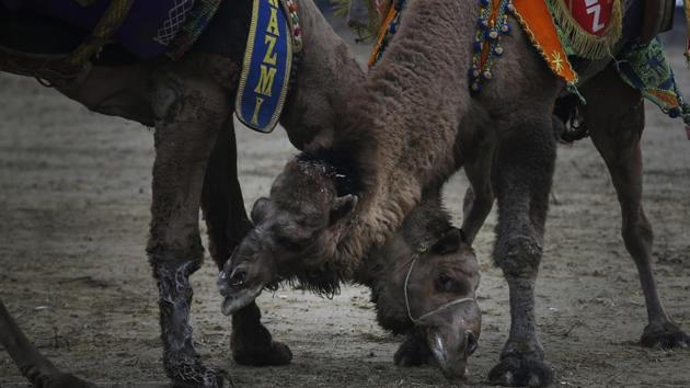 Two large camels stand face to face, sizing each other up, before throwing themselves head-first at one another. Each animal struggles to bite its adversary’s feet, their long necks interlocking as the crowd cheers, spurring their favourite. There are boos too, for those owners down in the arena who intervene too much in the matches. (Lefteris Pitarakis / AP) Two large camels stand face to face, sizing each other up, before throwing themselves head-first at one another. Each animal struggles to bite its adversary’s feet, their long necks interlocking as the crowd cheers, spurring their favourite. There are boos too, for those owners down in the arena who intervene too much in the matches. (Lefteris Pitarakis / AP)