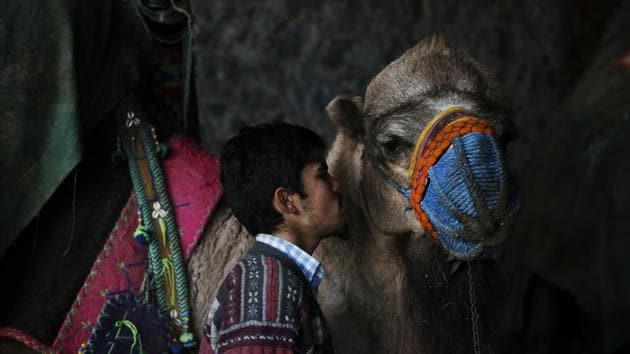 A camel handler kisses his camel prior to a parade during a contest in Turkey’s largest camel wrestling festival in Selcuk. While smaller festivals are held across the country during the winter months --traditionally camel mating season --the one in Selcuk, just a few miles from the ancient Greek city of Ephesus, is the largest and most prestigious. (Lefteris Pitarakis / AP) A camel handler kisses his camel prior to a parade during a contest in Turkey’s largest camel wrestling festival in Selcuk. While smaller festivals are held across the country during the winter months --traditionally camel mating season --the one in Selcuk, just a few miles from the ancient Greek city of Ephesus, is the largest and most prestigious. (Lefteris Pitarakis / AP)