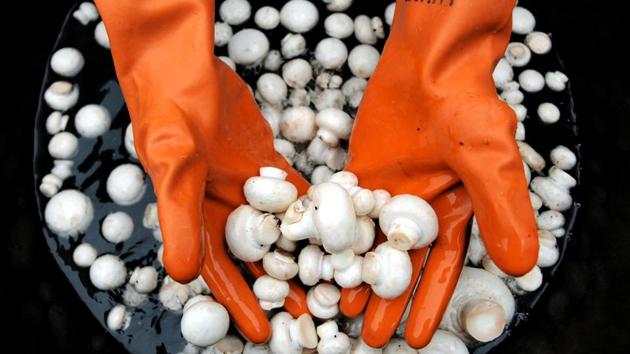 A farmer washes mushrooms before packing them for sale, on the outskirts of Jammu city, Jammu and Kashmir. (Nitin Kanotra / HT Photo) A farmer washes mushrooms before packing them for sale, on the outskirts of Jammu city, Jammu and Kashmir. (Nitin Kanotra / HT Photo)