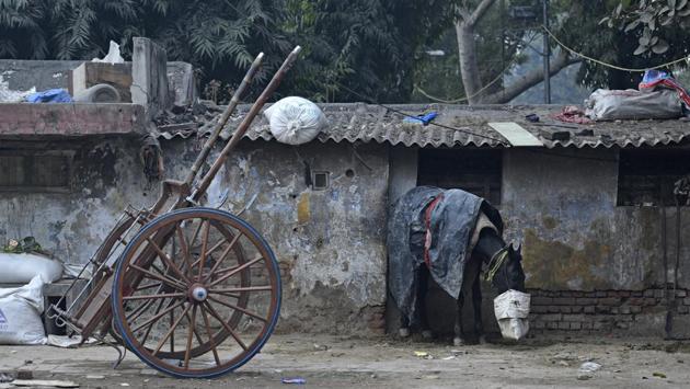 A horse munches on feed on a cold winter morning at Chandni Chowk in Old Delhi. (Sanchit Khanna / HT Photo) A horse munches on feed on a cold winter morning at Chandni Chowk in Old Delhi. (Sanchit Khanna / HT Photo)