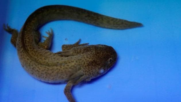 Researchers have discovered the largest cave salamander in North America, a 9.3-inch specimen of the Berry Cave species. (Representational Image)(REUTERS)